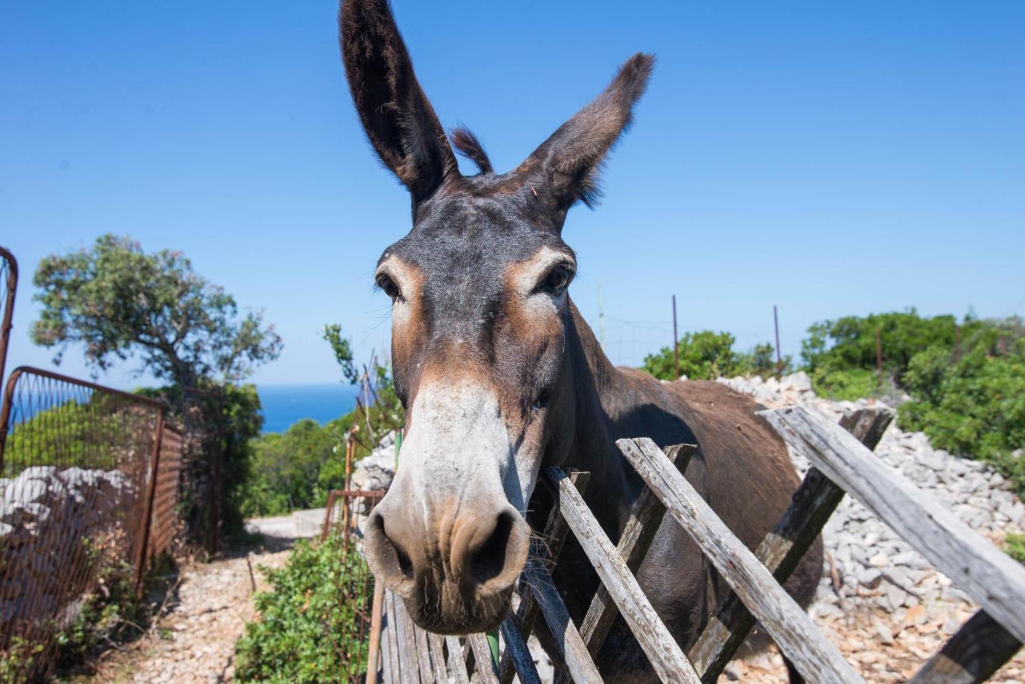 App Bonic Veli Lošinj Exterior foto